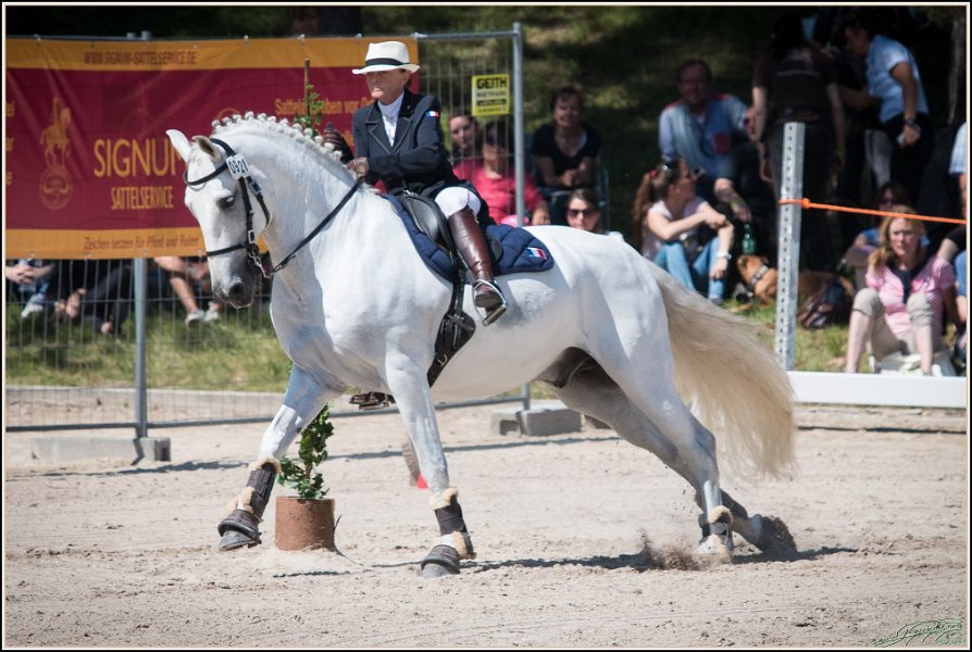 Pferd International 165